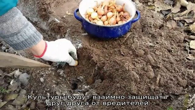 Технология посадки лука-севка весной: как правильно садить и выращивать смотреть онлайн