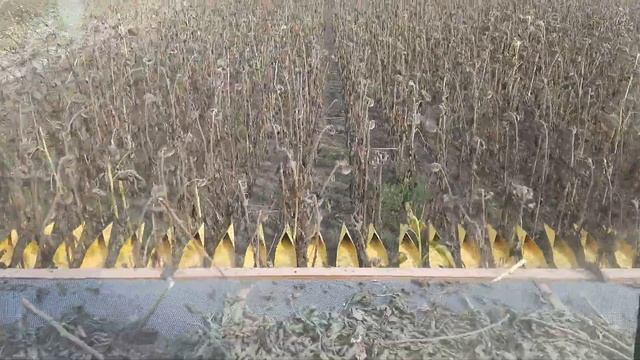 Сбор подсолнечника, сентябрь 2021. Семена СИНГЕНТА СУМАТРА. Честный отзыв!! смотреть онлайн