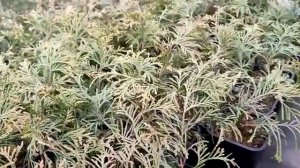 Туя Голд перл