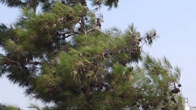 Panasonic HX-DC10 смотреть онлайн