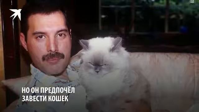 QUEEN - эта трудная жизнь смотреть онлайн