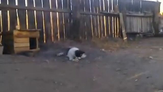 собачья жизнь смотреть онлайн