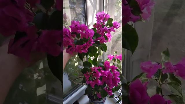 Бугенвиллия смотреть онлайн