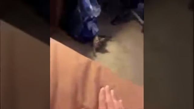 Котёнок бьет лапкой! Боже, как это мило! смотреть онлайн