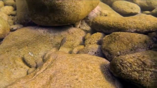 Как стегастесы (род Stegastes) занимаются «фермерством», выращивая водоросли на своём участке ? смотреть онлайн