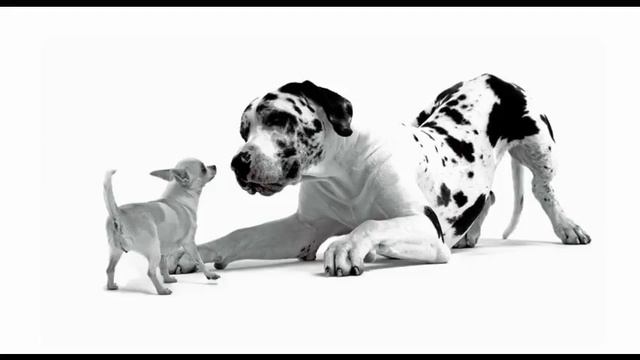 корм для собак натурал смотреть онлайн