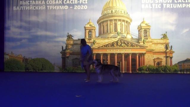 Вологдина Елена и Аляскинский Маламут Mal Planet Russia. Класс Дебют-Фристайл