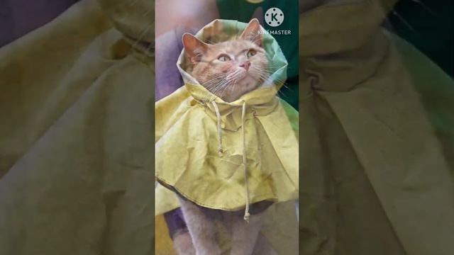 Пушистое коточудо смотреть онлайн