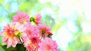 Футаж. Цветочный фон 13