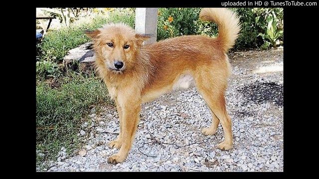 "Дружище Тобик", К. Г. Паустовский, рассказ. смотреть онлайн