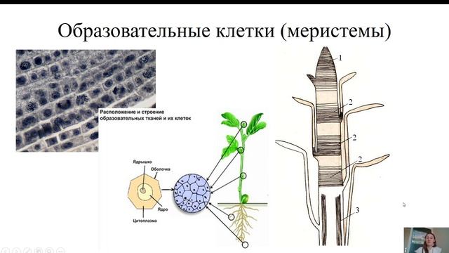 Заочные курсы, Юниор, Биология, 6 класс, Растительная клетка  Растительная ткань  Козуб М А