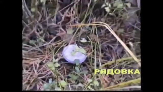 Разные грибочки из нашего леса.Рядовки серые. смотреть онлайн