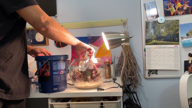 How to make your first reef tank! | 1 Gallon Pico Reef Tank Ep. 1 смотреть онлайн