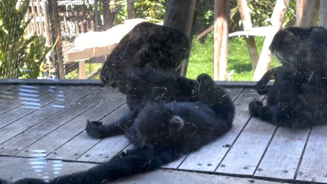 МОИ АВСТРАЛИЙСКИЕ БУДНИ - ПОСЕЩАЕМ ЗООПАРК смотреть онлайн