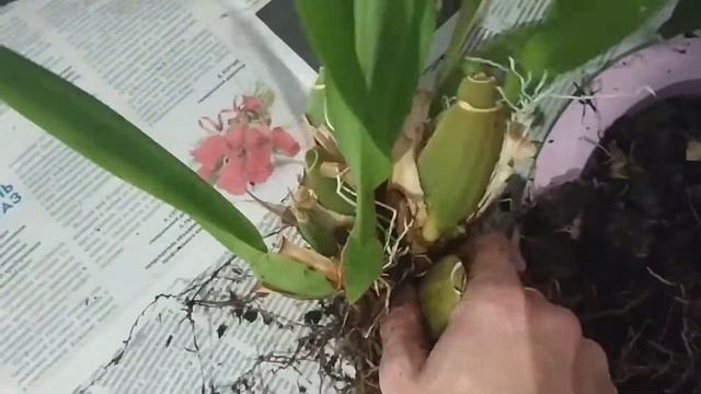 Пересадка и уход за орхидеей Камбрии. смотреть онлайн