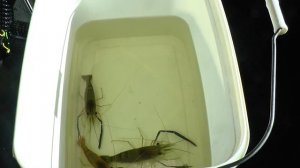 Разведение креветок как бизнес