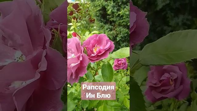 Роза "Рапсодия ин Блю" смотреть онлайн