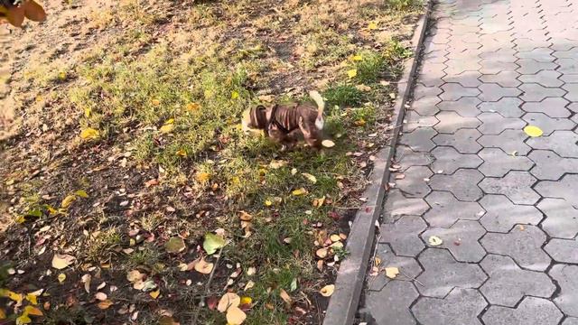 Тишина природы успокаивает лучше, чем миллионы не нужных слов. Чихуахуа Мия на прогулке. смотреть онлайн