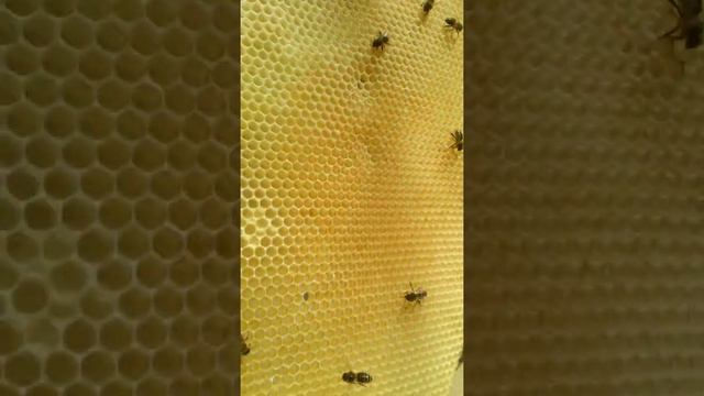 Первый мёд. Тащат с вербы смотреть онлайн