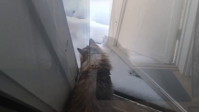 Соня и снег. Норвежская лесная кошка Соня. Norwegianforestcat. Norsskogskatt смотреть онлайн