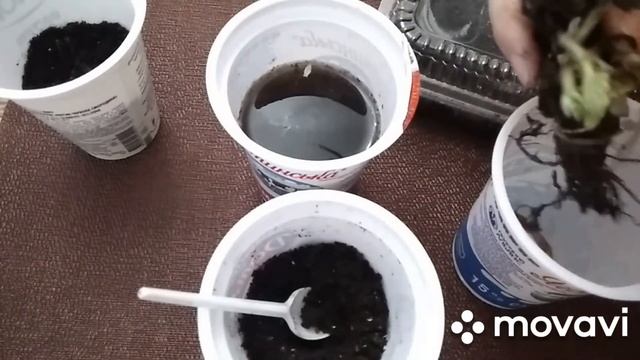 Земклуника "Купчиха" из "Агро-маркета". Пересадка в стаканы. Масленица и блины. смотреть онлайн