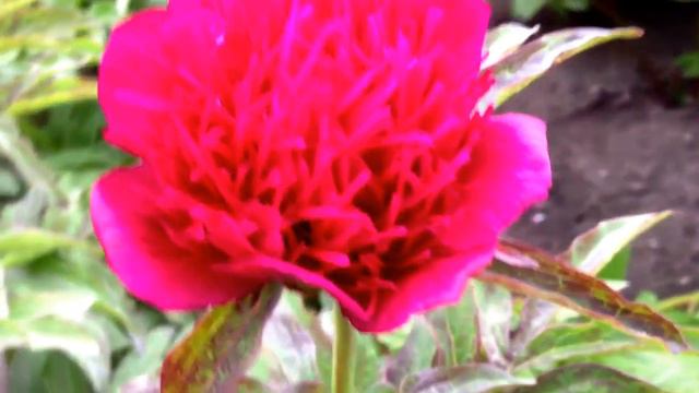 Peony Red Spider - www.peonyshop.com смотреть онлайн