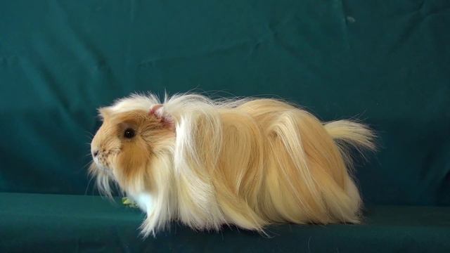 Очаровательная морская свинка смотреть онлайн