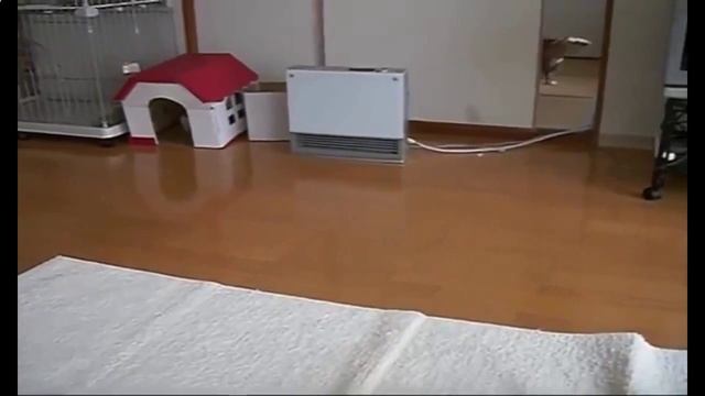 Приколы про котов и кошек - кот ходит с пакетом на голове! смотреть онлайн