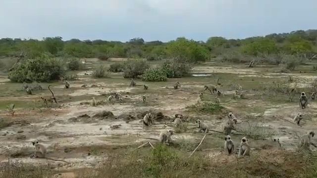 Шри Ланка, Национальный парк Яла, стая обезьян смотреть онлайн