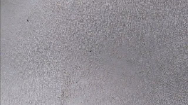 Iasca pe numele de fata, altfel Fomes fomentarius... смотреть онлайн