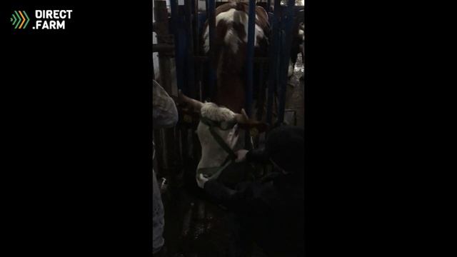 Обезроживание коров. Спиливание рогов смотреть онлайн