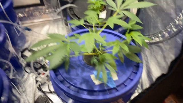 Master blend and flower update смотреть онлайн
