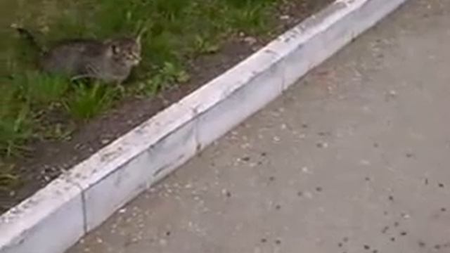 Кот охотится (cat hunter) смотреть онлайн