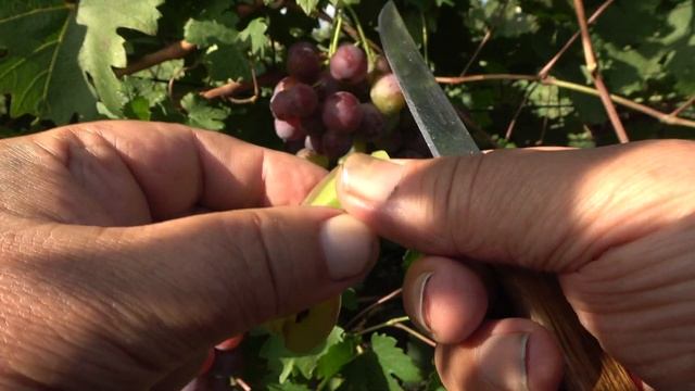 ГФ винограда Бенито 2022 Бурдак А В смотреть онлайн