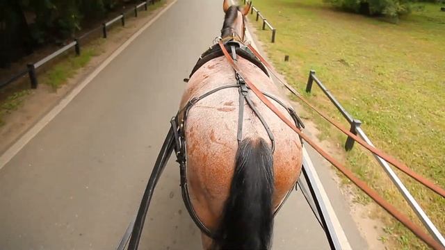 Свадьба. Павел и Екатерина. 25.08.2012 смотреть онлайн
