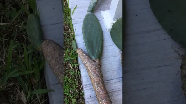 Luther Burbank cactus cuttings #cactus смотреть онлайн