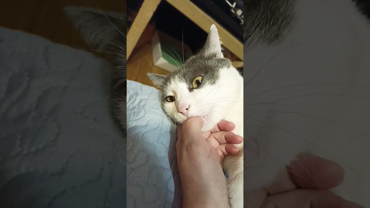 Сделал кусь #cat #котики #приколы #лайк #мурзик #питомец #кот #котик #любовь #кусь смотреть онлайн