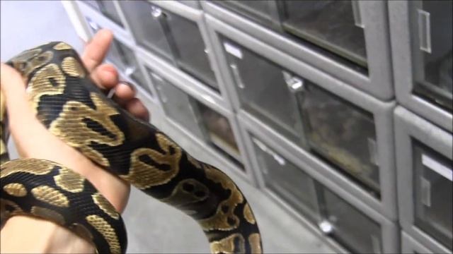 SubAdult Yellow Belly Ball Python смотреть онлайн