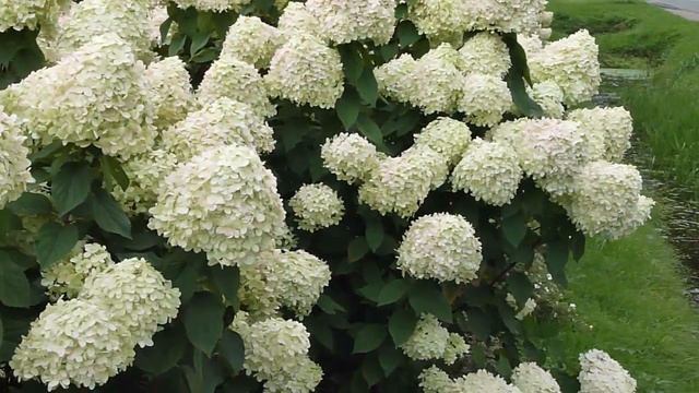 Hydrangea Paniculata Grandiflora