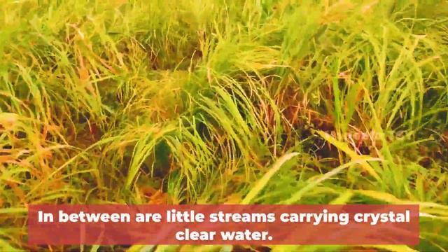 Top 10 Places to Visit In Wayanad | Wayanad Travel Guide | Wayanad Tourist Places | Best in wayanad смотреть онлайн