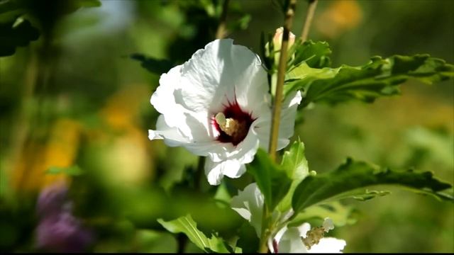 Секреты аромата French Lavender от missAnnsh смотреть онлайн