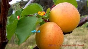 Абрикос обыкновенный Царский (tsarskiy) ? обзор: как сажать, саженцы абрикоса Царский