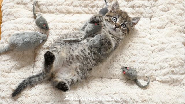 Кошки- мышки. Котята играют с мышками. смотреть онлайн