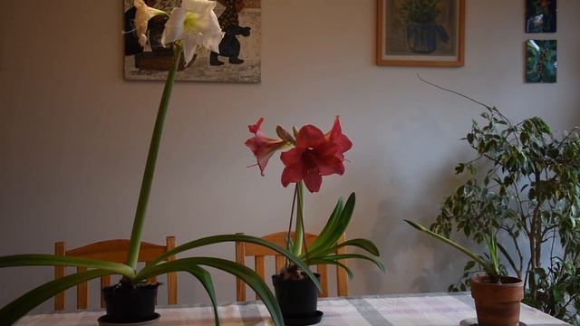 Amaryllis Bolero in bloom December 2022 смотреть онлайн