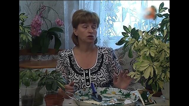 Дачники Шеффлера или Шефлера Schefflera из семейства Аралиевые Araliaceae Уход в домашних условия смотреть онлайн
