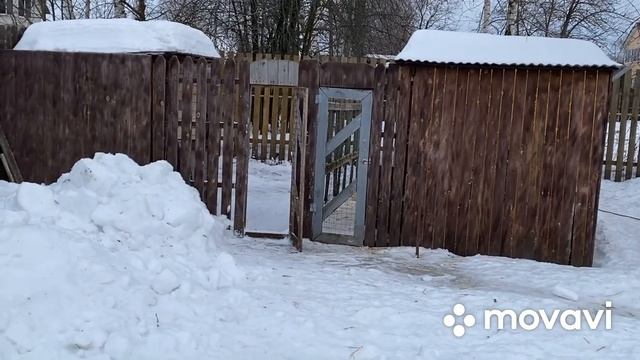 ‼️Спасаем гусей от лесных хищников/ зверёк не пойман?гуси страдают/ Помогаем как можем‼️ смотреть онлайн