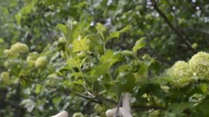 Чем обработать Калину Бульденеж весной