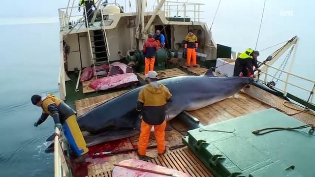 NRK TV Киты-полосатики, истребляемые в Норвегии