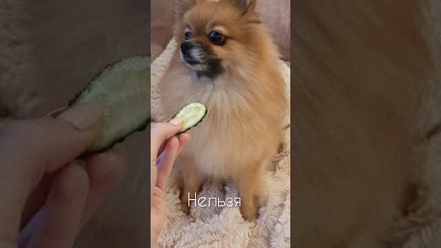 Вкусный огурчик😋