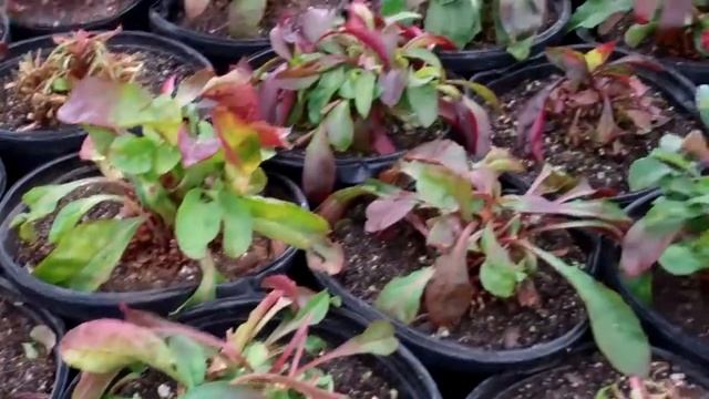 Penstemon Husker's Red 3-1-11 смотреть онлайн